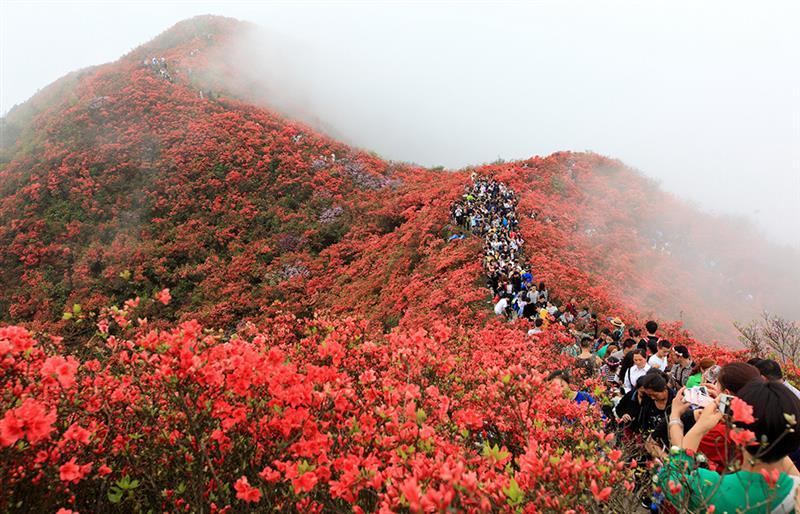 但是错过了这春色美景的你也不必后悔,在黔东南这个地方,还有一片花海