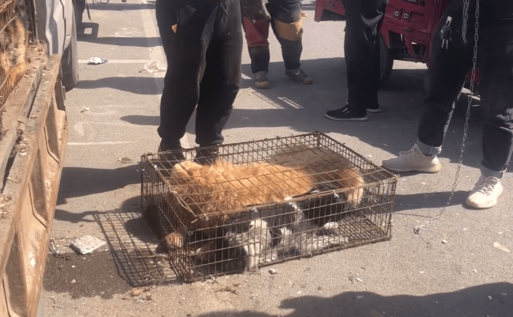 河南:狠心主人把金毛卖狗肉车,爱狗人士看不下去,主人