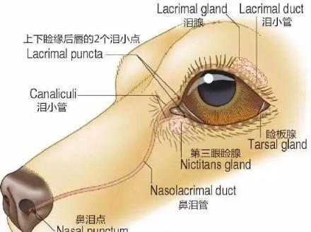 人一白遮百丑,狗泪痕毁所有