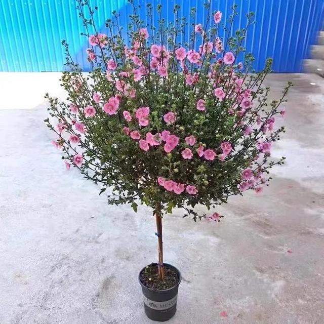 原创一棵小木槿4步做成棒棒糖一个枝条一串花四季能赏花