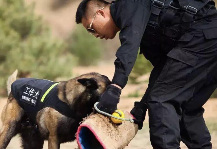 比利时马里努阿犬:超强执行力和弹跳力,军犬与警犬的最爱