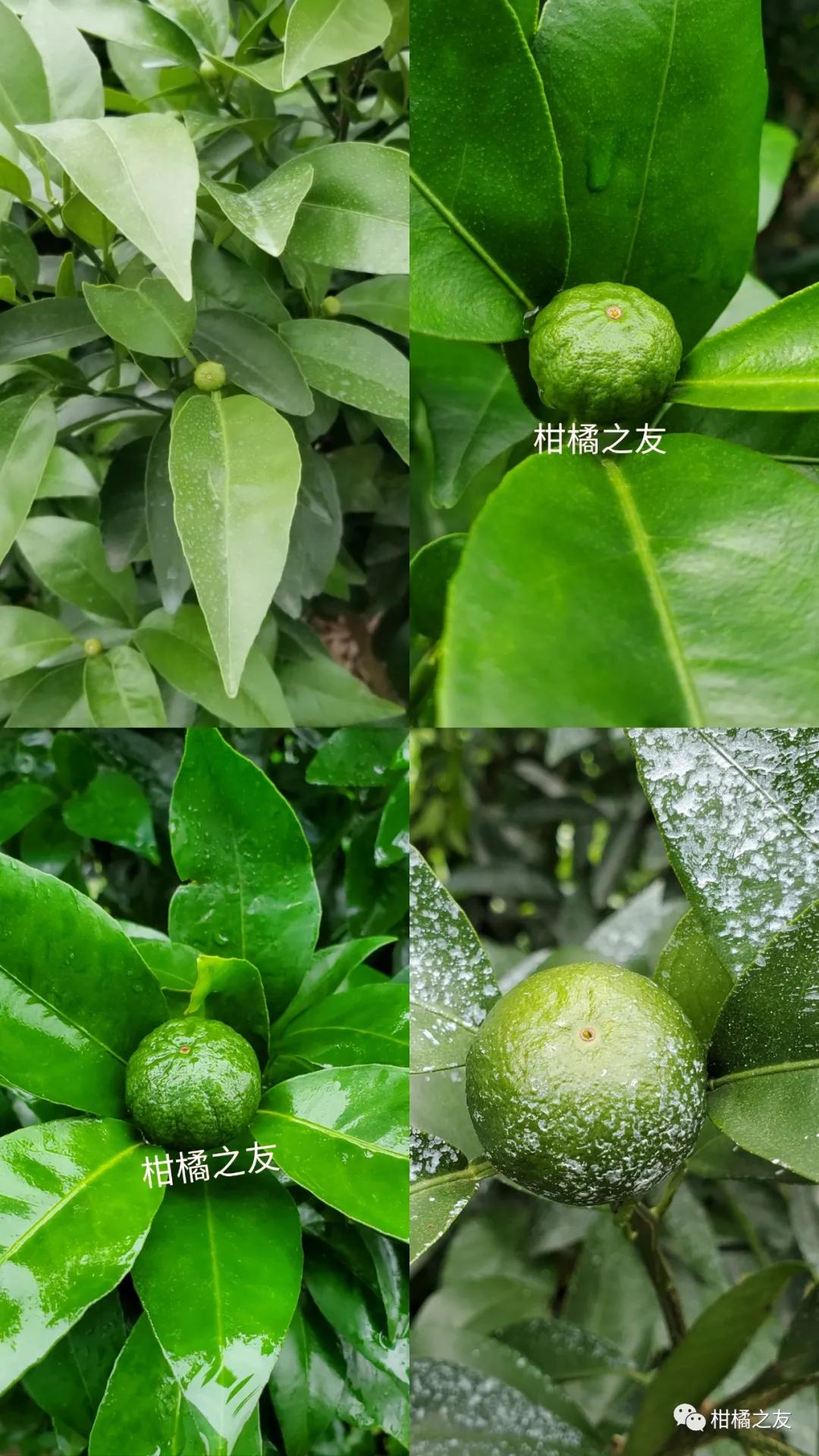 【勒夫水溶肥】柑橘僵果什么原因造成的?喷控梢不当就