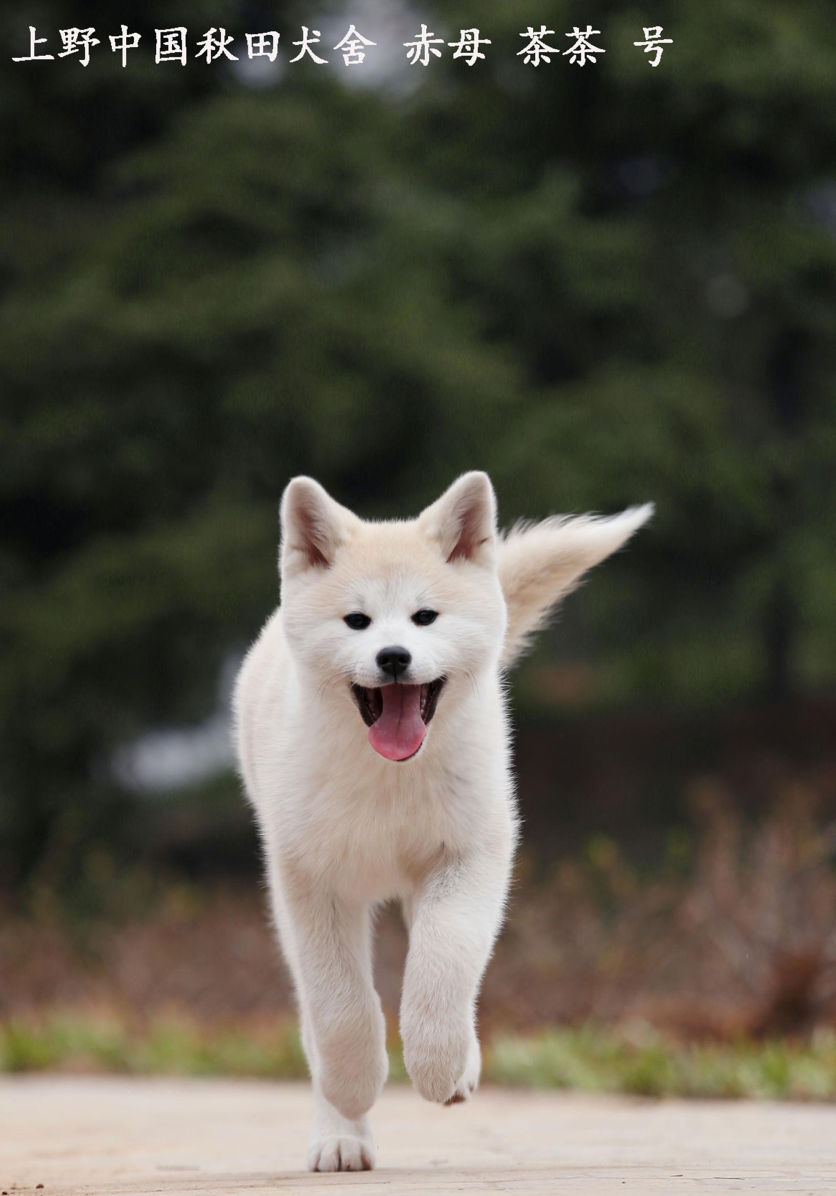 秋田犬基本常识了解