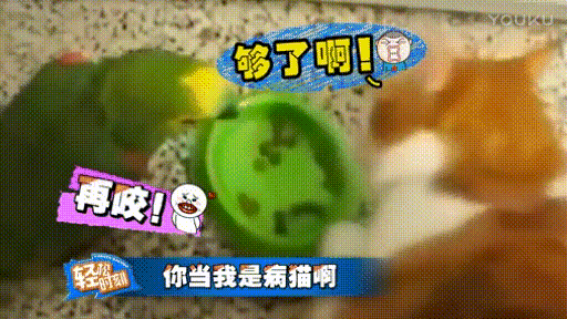 猫睡觉说梦话?