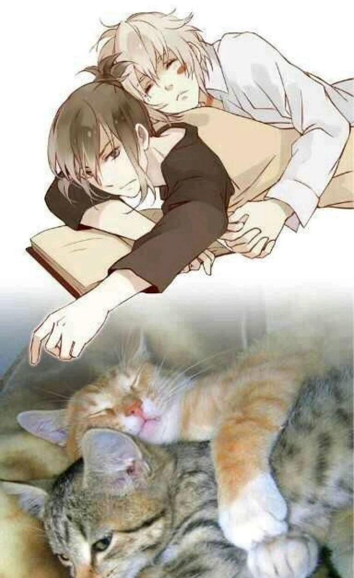 一日吸猫,终身想猫,萌你一脸血的猫咪拟人图,快来一起