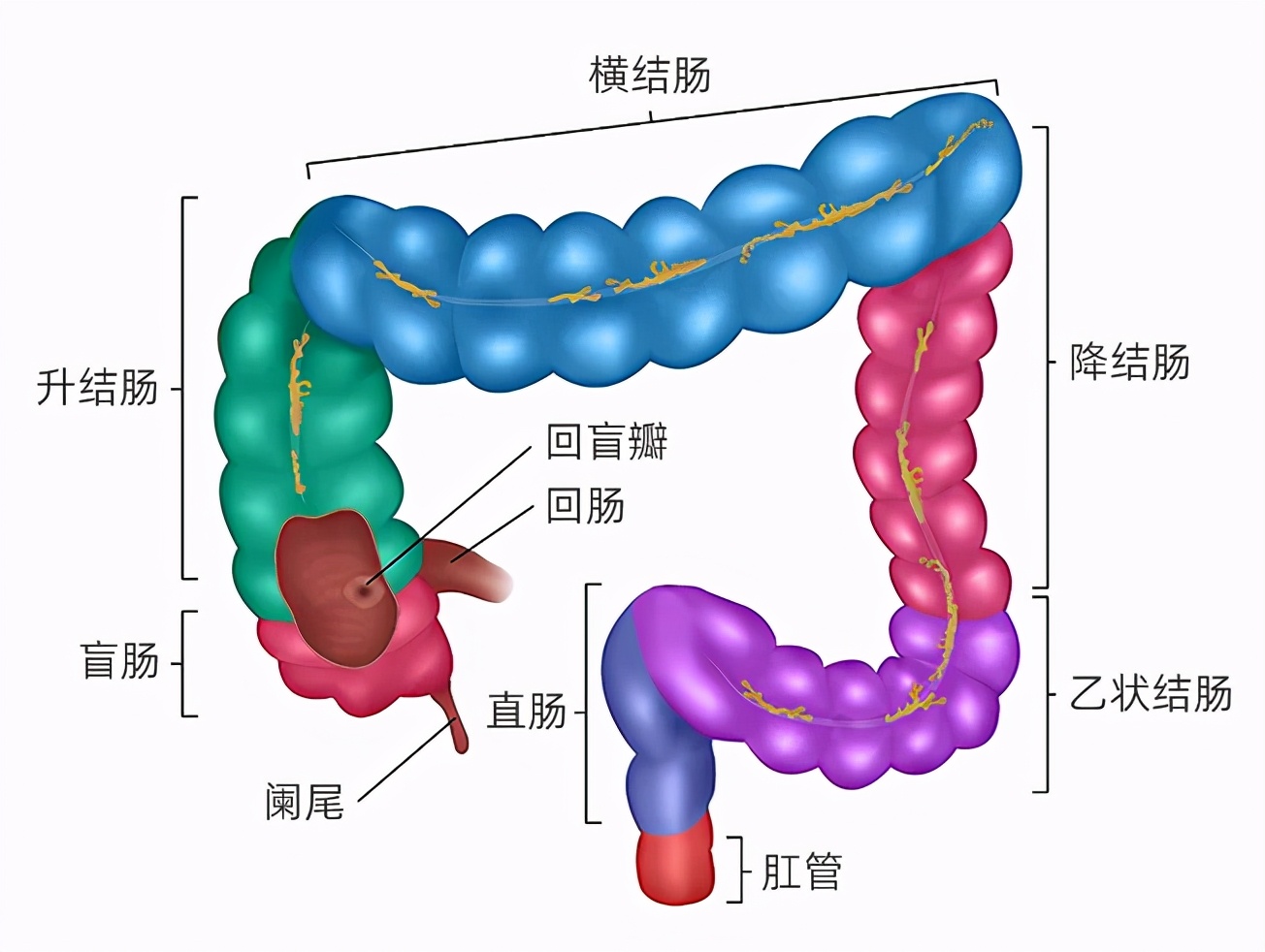 人体肠道结构.