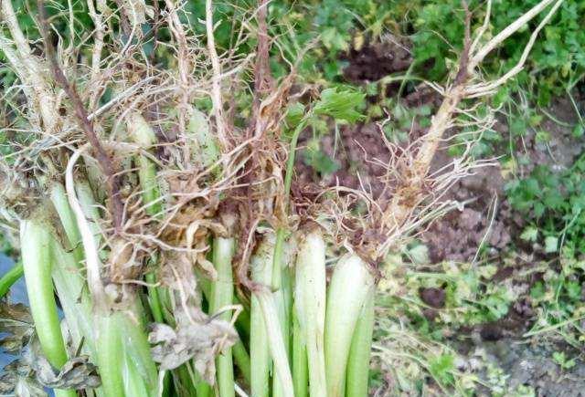 芹菜的根茎叶花实是何特征?分别有何特点?种植时如何控制?