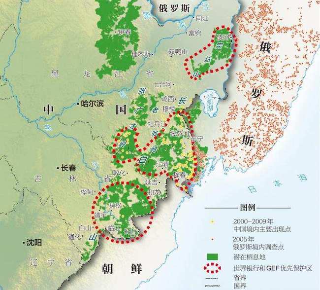 野生东北虎为什么会误入村庄,它能够在我国长期定居吗