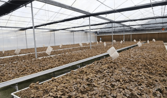 云南耘禾农业金线莲种植管理技术介绍