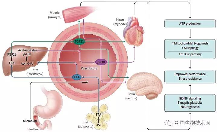 nejm:间歇性禁食对健康,衰老和疾病的影响