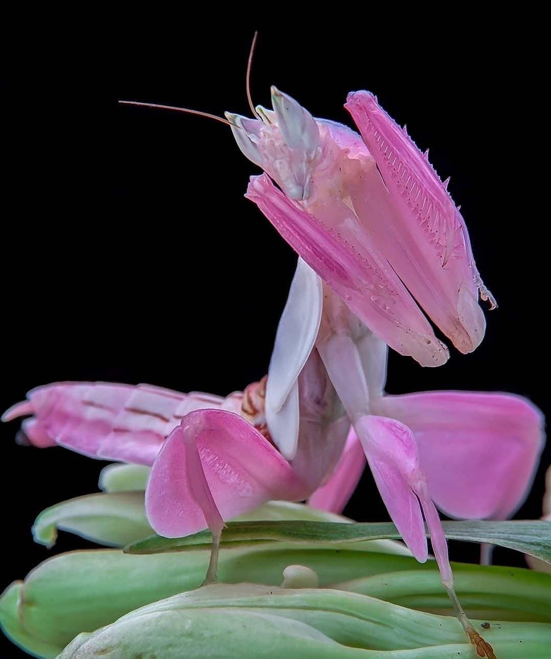 它们喜欢在鲜艳的花朵里藏身,捕猎,兰花螳螂则是其中的佼佼者.