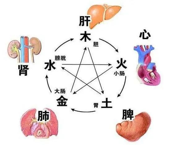 内联六腑,五官,九窍,五体,五志,七情 外合自然界,五方,五时,五气,五化