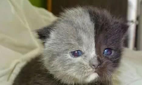 世界上最悲伤的双面猫出生被遗弃长大后被誉为最美丽的猫