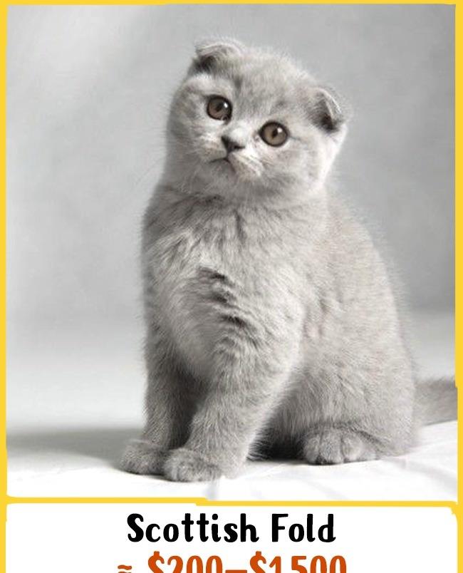 15种世界最贵桑桑的猫品种 居然有皇室才养得起的猫!