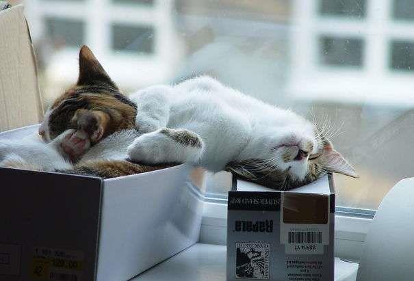 精疲力尽,闭着眼睛呼呼大睡时的样子总是令人感到温暖,当可爱的猫咪们