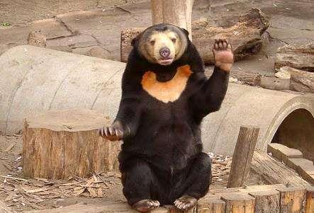 原创世界上"最小"的熊,体重只有27公斤,如今已濒临灭绝!