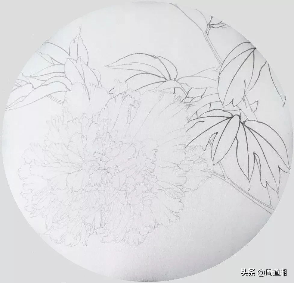 牡丹,芍药科,芍药属植物,为多年生落叶灌木.