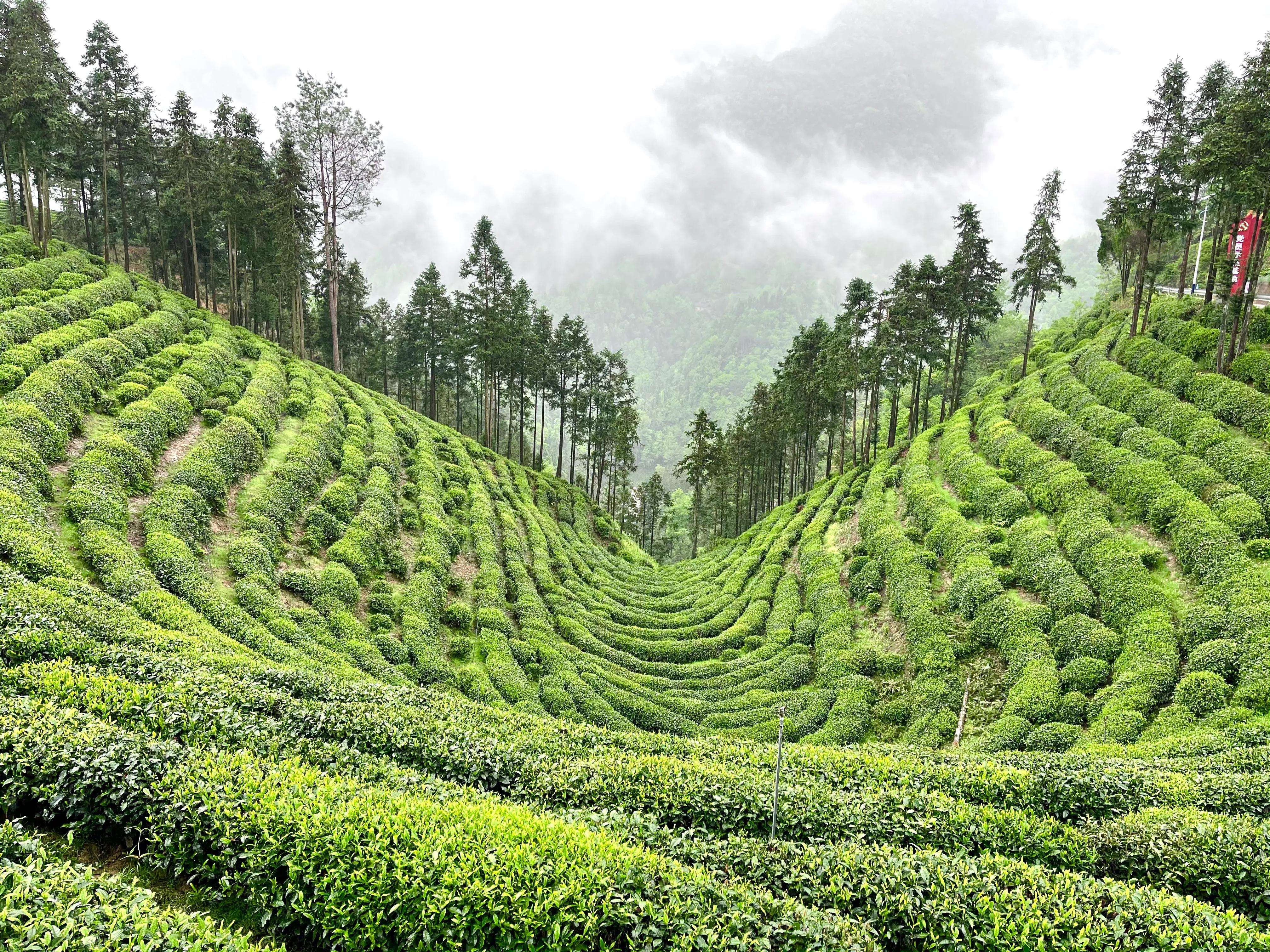 怡溪春茶园被称为"全国最美茶园",一亩亩翠绿的茶田,隐藏于高山云雾之