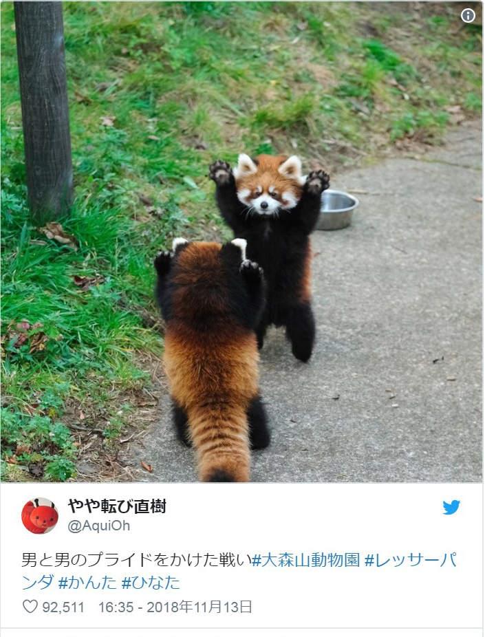 小熊猫装凶"举手手吓同伴" 网忍不住笑:它很认真在卖萌