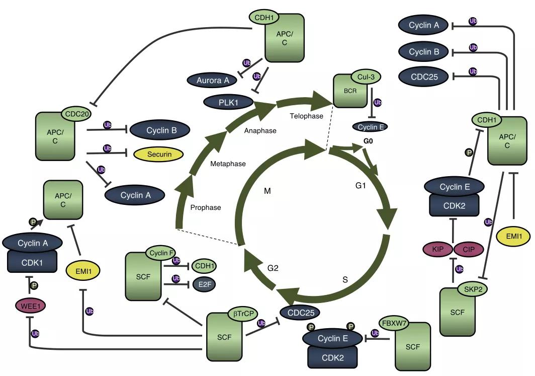cancer cell | 以细胞周期调控蛋白为靶治疗癌症,现状与趋势展望