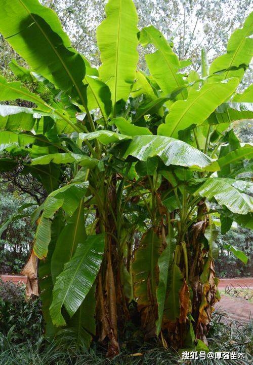 香蕉树和芭蕉树的不同之处,你知道怎么辨别吗?_区别
