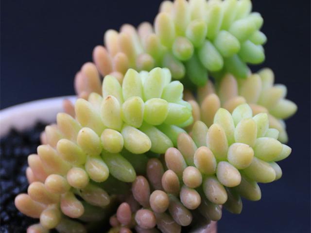 玉缀锦等等,玉缀是景天科景天属的多年生肉质草本植物.