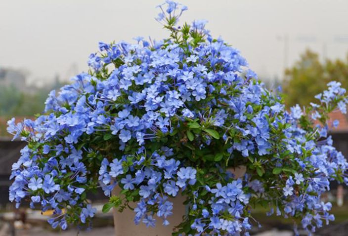 5月蓝雪花不开花,做好"一剪二足",开满蓝色花,持续开到秋季