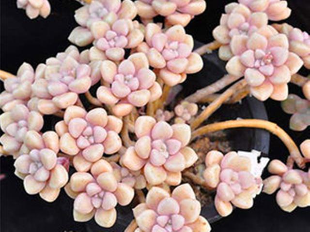 原创4种多肉出锦前后对比,出锦后叶片上颜色更多,但不一定比原来美