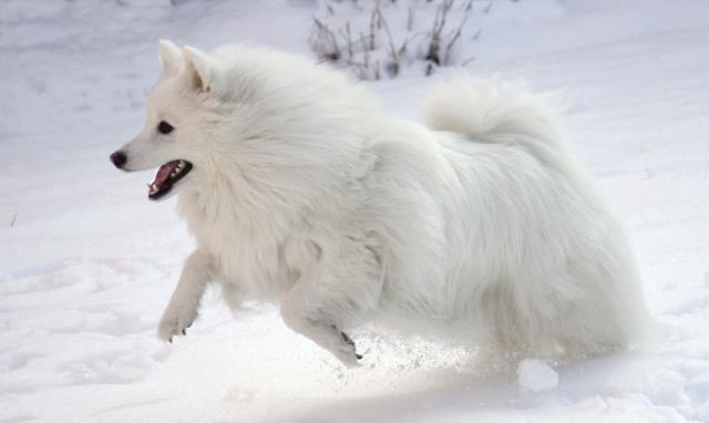 【每日一狗】深情的北欧王子 — 美国爱斯基摩犬