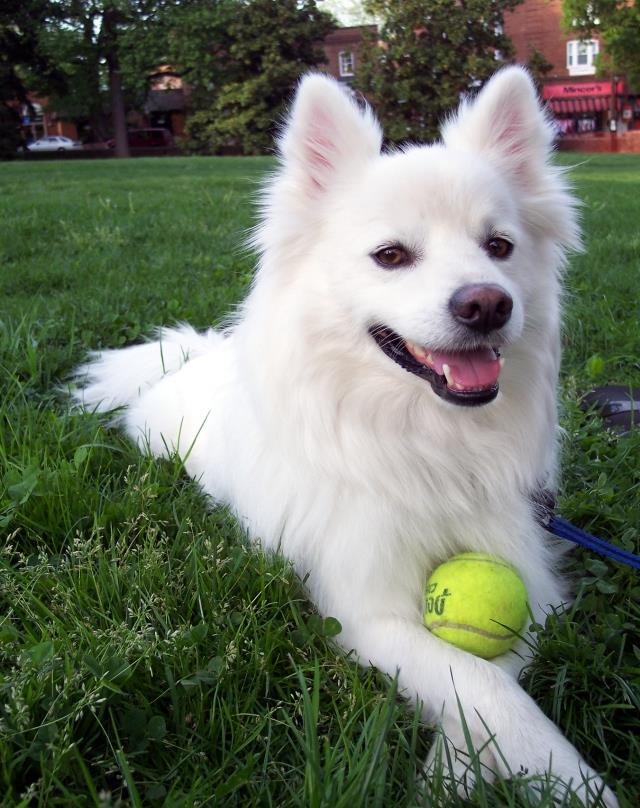 美国爱斯基摩犬是波美拉尼亚丝毛犬家族中的一员,也有许多养犬爱好者