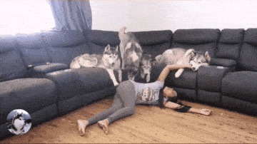 原创女主人晕倒在地上,4只哈士奇表情丰富,铲屎官白养它们了