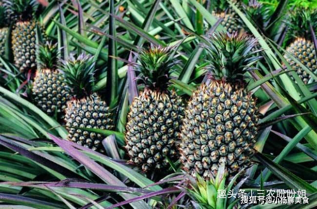 菠萝大家都爱吃,你知道菠萝长在哪里,菠萝是长在树上还是地上?