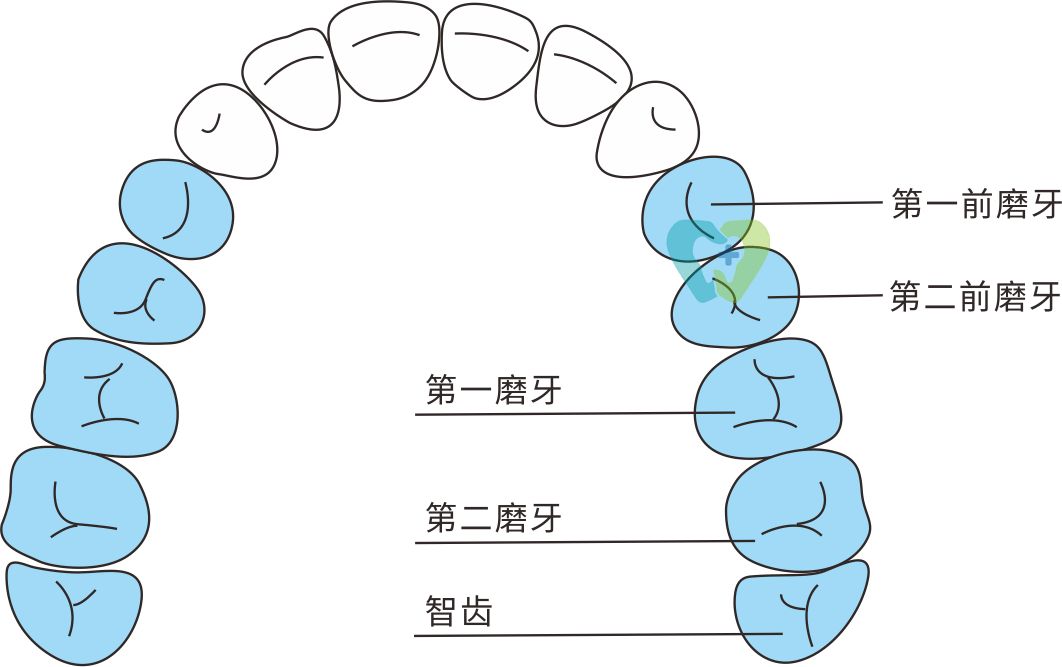 根管治疗多少钱?需要多久?最全答疑来了_牙齿