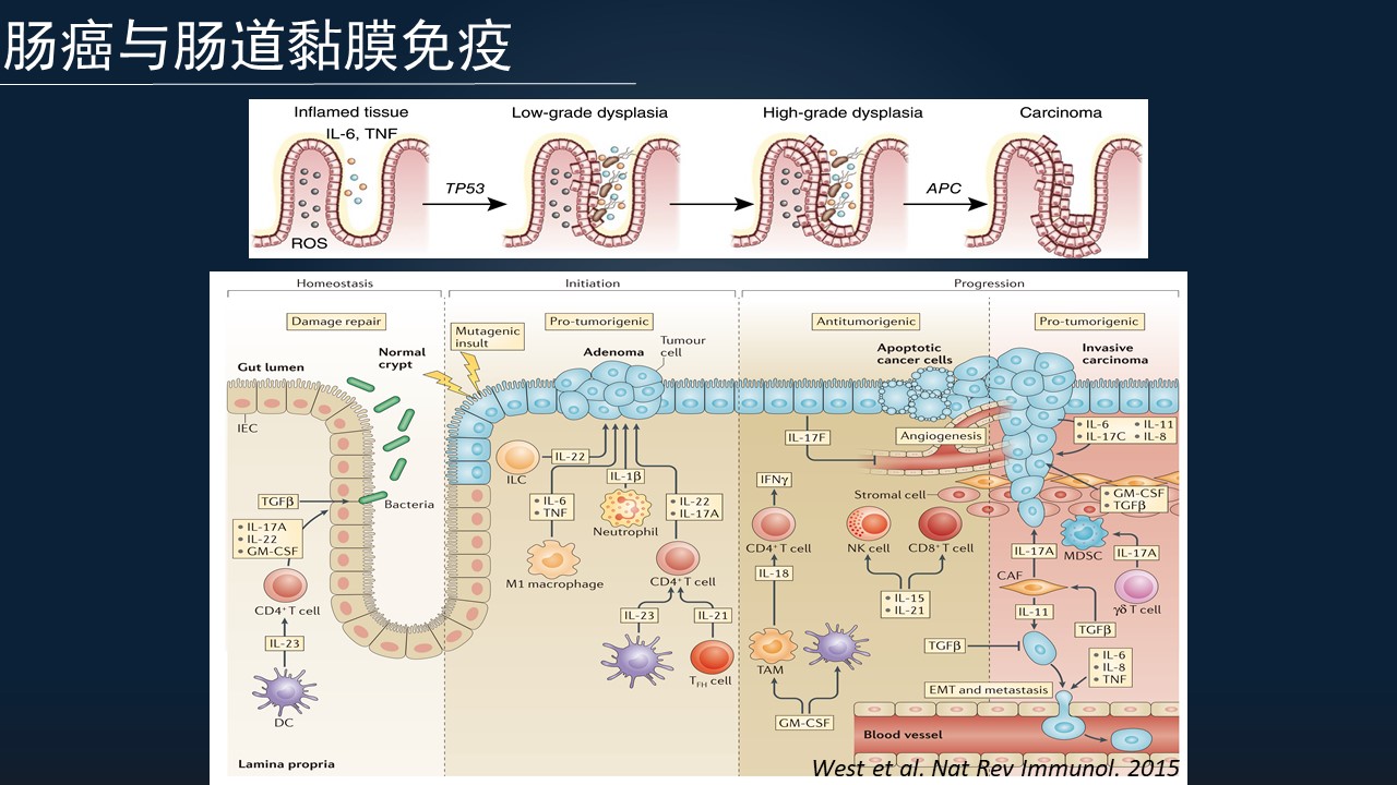 原创王硕17分钟一览肠道黏膜免疫研究进展