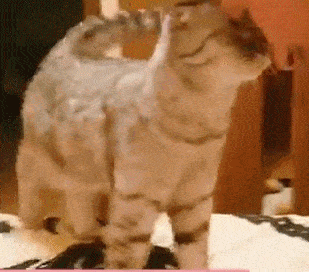 每当宠主用脑袋蹭猫咪的时候,猫咪都会闭着眼回蹭,太有爱了!