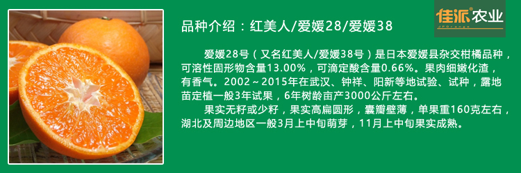 爱媛38号柑橘——杂交柑桔新品种