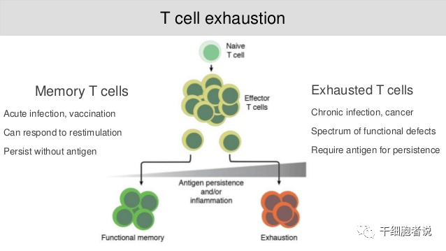 由于长期暴露于持续性抗原或慢性炎症,疲惫的t细胞逐渐失去效应功能
