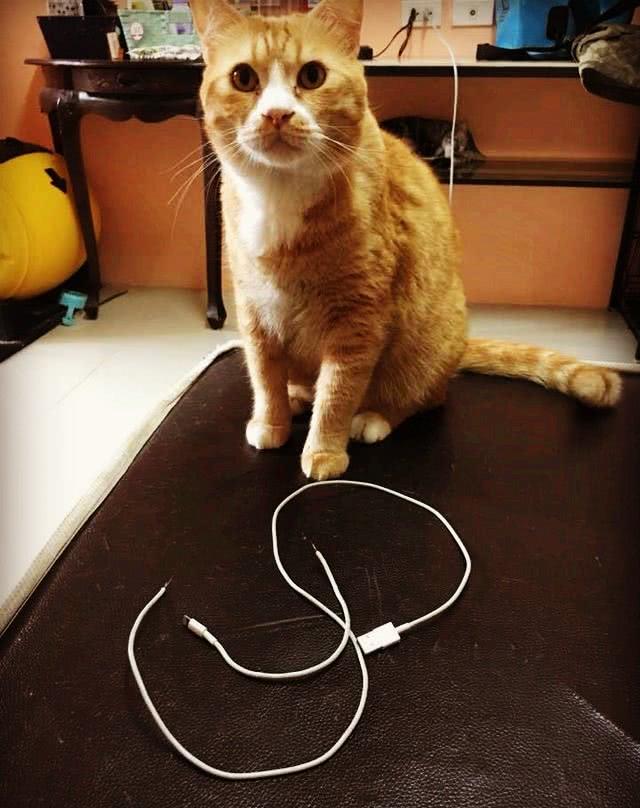 原创胖橘猫咬断数据线,被主人教训后它却这样做,让主人觉得很自责!