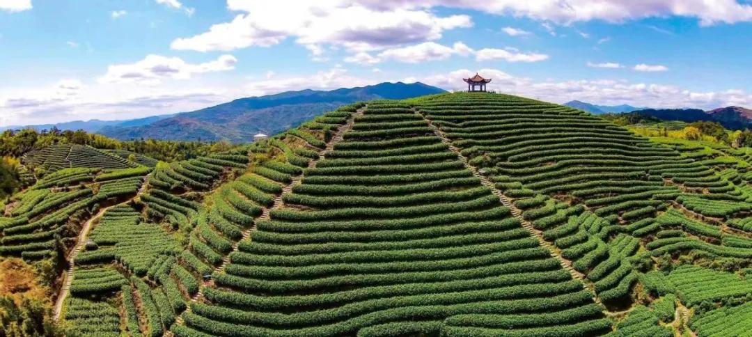 平阳:一片茶叶振兴一个村_新联村