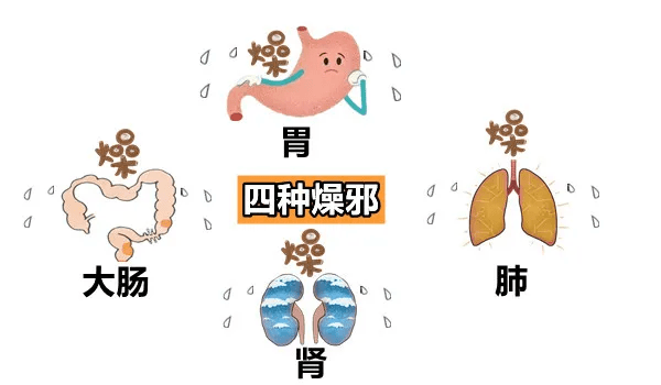一种是比较严重的燥邪,那会伤害到我们的全身,五脏六腑都要倒霉.