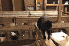 236_158gif 动态图 动图