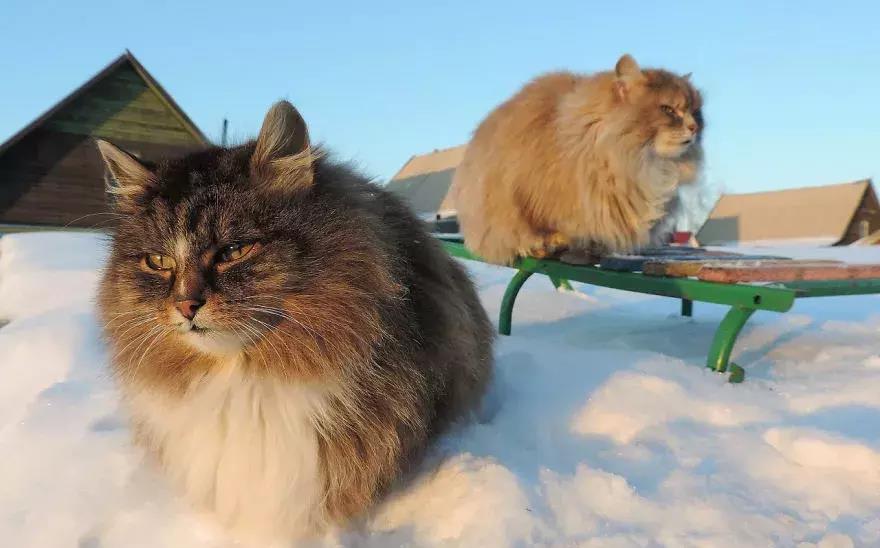 这就是战斗民族的猫!