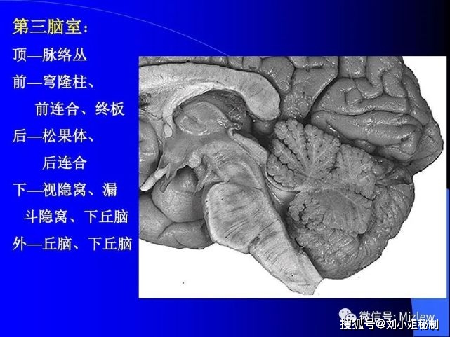 由前脑泡的后部分化而成的高级中枢.