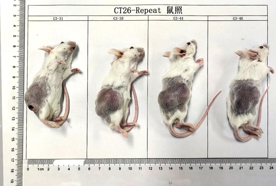 小鼠结肠癌细胞ct26-wt皮下成瘤模型 图2. ct26.wt细胞皮下成瘤实验.