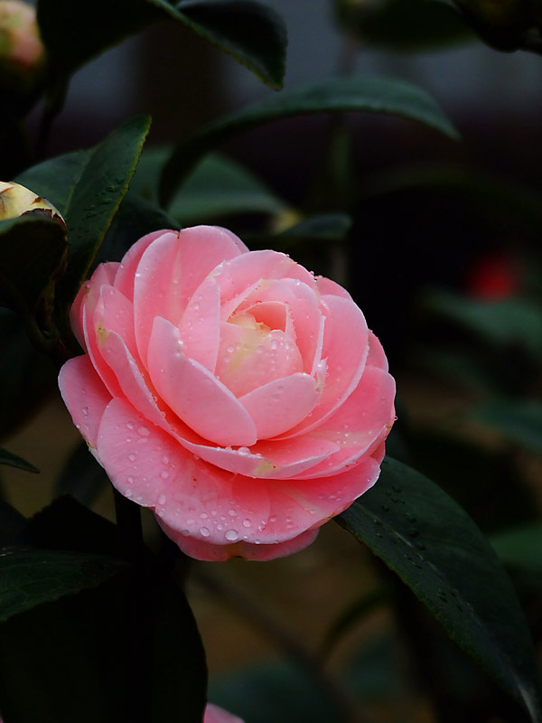 如何让山茶花冠幅丰满?