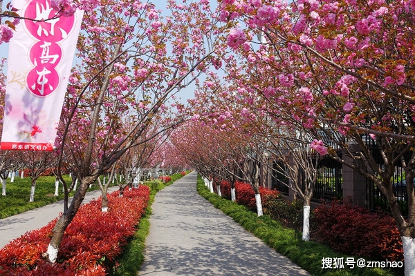 奇怪,上海高东这个樱花园,只有花没有人