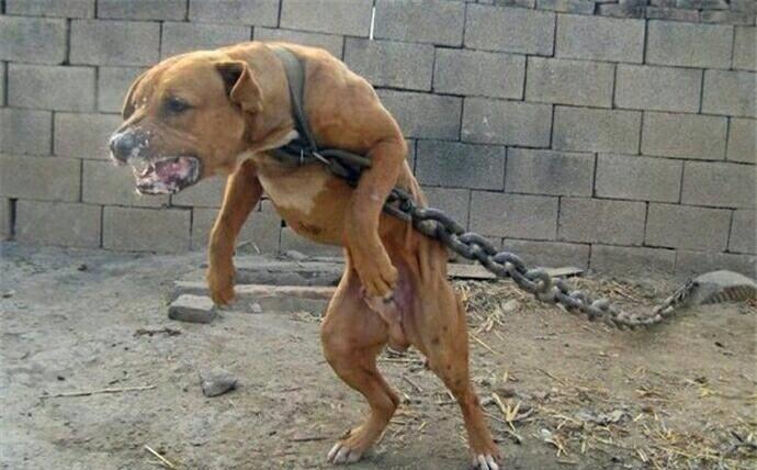 美国比特犬是最著名的斗犬之一,性格凶猛,誓死不休,打斗时激素分泌