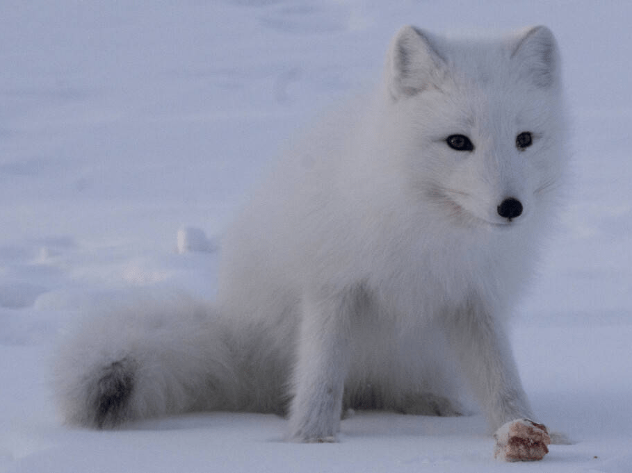 冰岛毛茸茸北极狐在雪地里 萌萌萌哒