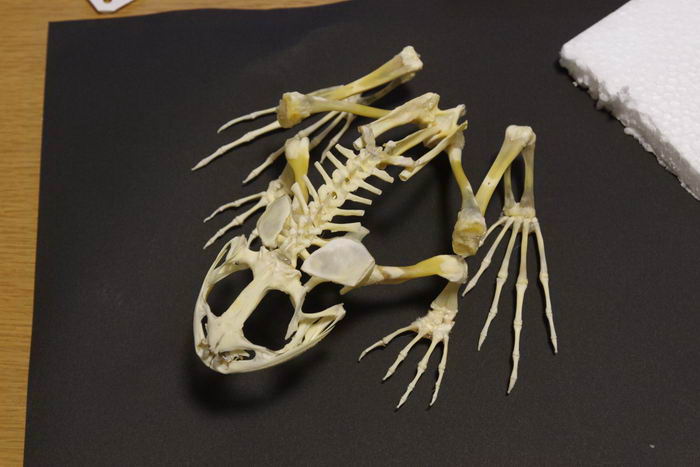 日本男孩吃烤火鸡,并将其骨架保存为标本并收藏为博物