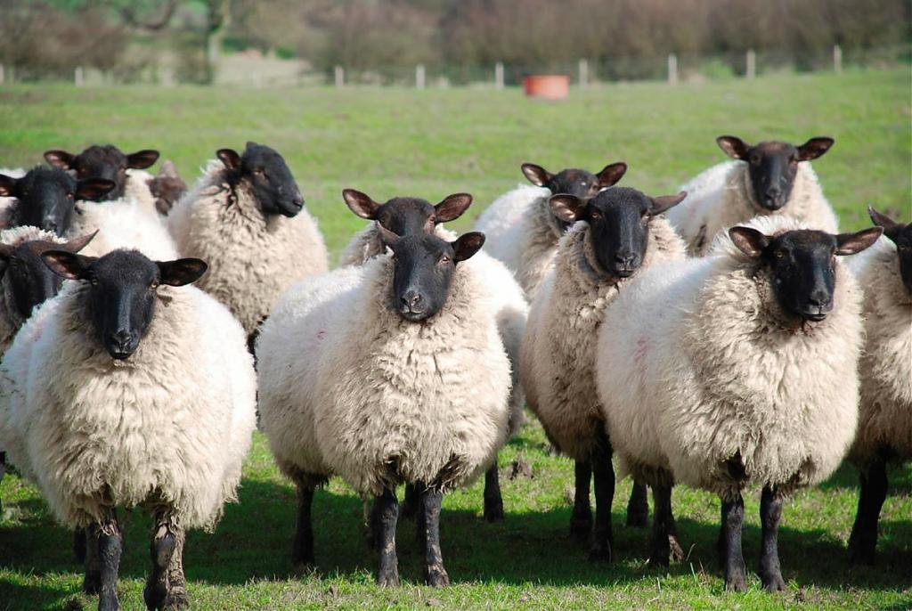 新西兰羊群放屁导致全球变暖专家调整饲料与育种培育少屁羊